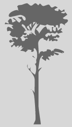 rbcafe-tree